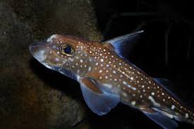 Image result for Hydrolagus colliei