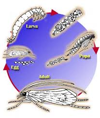 Attēlu rezultāti vaicājumam “Trichoptera egg mass”