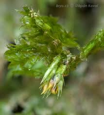 Attēlu rezultāti vaicājumam “Neckera pennata”