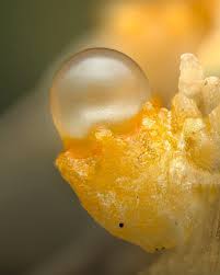 Attēlu rezultāti vaicājumam “Colloderma oculatum macro”