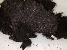 Attēlu rezultāti vaicājumam “Cystocoleus ebeneus”