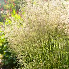 Attēlu rezultāti vaicājumam “Carex cespitosa flower”