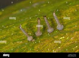 Attēlu rezultāti vaicājumam “Culex pipiens larva”