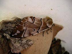 Attēlu rezultāti vaicājumam “Endromidae”