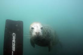 Image result for Wyndley Seals Snorkelling Club