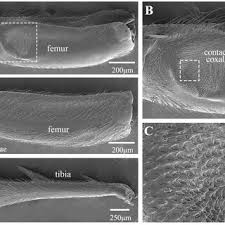 Attēlu rezultāti vaicājumam “Lepyronia coleoptrata”