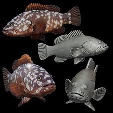 Image result for Epinephelus marginatus