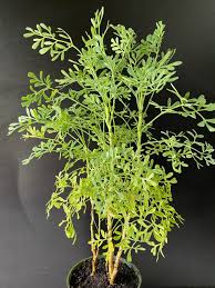 Image result for Ruta graveolens