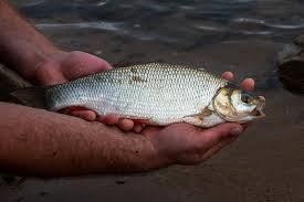 Attēlu rezultāti vaicājumam “Leuciscus idus”