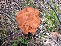 Attēlu rezultāti vaicājumam “Gyromitra gigas”