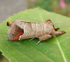 Attēlu rezultāti vaicājumam “Clostera curtula”