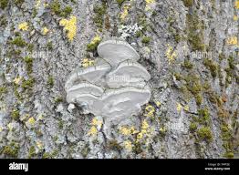 Attēlu rezultāti vaicājumam “Phellinus tremulae”