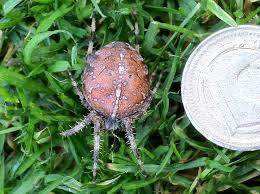 Attēlu rezultāti vaicājumam “Araneus diadematus female”