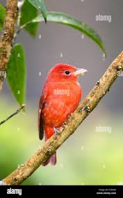 Image result for Piranga rubra