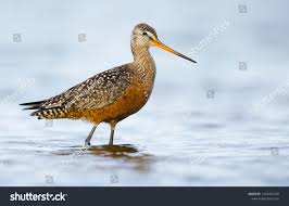 Attēlu rezultāti vaicājumam “Limosa lapponica adult”