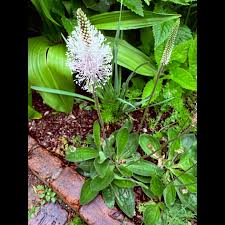 Attēlu rezultāti vaicājumam “Plantago media flower”