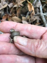 Attēlu rezultāti vaicājumam “Lycogala roseosporum spores”