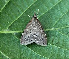 Attēlu rezultāti vaicājumam “Udea prunalis”