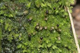 Attēlu rezultāti vaicājumam “Jungermanniopsida”