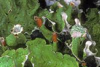 Attēlu rezultāti vaicājumam “Peltigera leucophlebia”