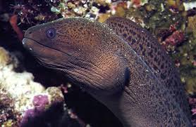 Image result for Gymnothorax vicinus