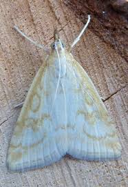 Attēlu rezultāti vaicājumam “Mecyna flavalis”