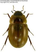 Attēlu rezultāti vaicājumam “Enochrus affinis”