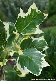 Attēlu rezultāti vaicājumam “Liriodendron tulipifera leaf”