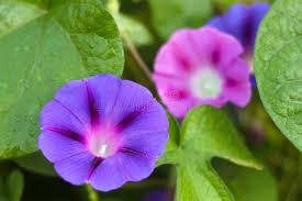 Attēlu rezultāti vaicājumam “Convolvulus arvensis flower”