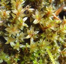 Attēlu rezultāti vaicājumam “Preissia quadrata”