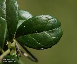 Attēlu rezultāti vaicājumam “Vaccinium vitis-idaea leaf”