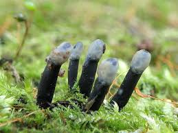 Attēlu rezultāti vaicājumam “Holwaya mucida”