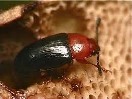 Attēlu rezultāti vaicājumam “Triplax russica”