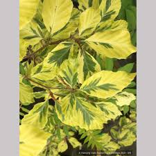 Attēlu rezultāti vaicājumam “Fagus sylvatica leaf”