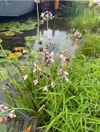Attēlu rezultāti vaicājumam “Butomus umbellatus fruit”