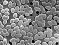 Firmicutes