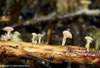 Attēlu rezultāti vaicājumam “Cudoniella clavus”