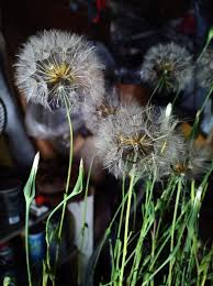 Attēlu rezultāti vaicājumam “Tragopogon pratensis subsp. pratensis fruit”