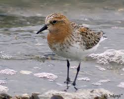 Image result for Calidris ruficollis
