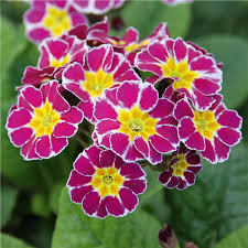 Attēlu rezultāti vaicājumam “Primula veris var. rubra”