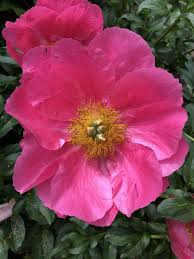 Attēlu rezultāti vaicājumam “Paeoniaceae”