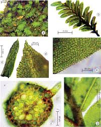 Attēlu rezultāti vaicājumam “Fissidens adianthoides sporophyte”