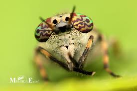 Attēlu rezultāti vaicājumam “Haematopota sp.”