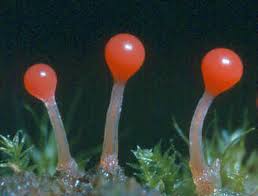 Attēlu rezultāti vaicājumam “Didymium serpula young”