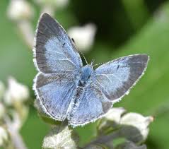 Attēlu rezultāti vaicājumam “Celastrina argiolus female”