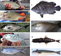 Image result for Caranx crysos