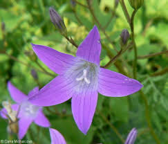 Image result for Campanula patula