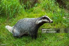 Attēlu rezultāti vaicājumam “Meles meles”