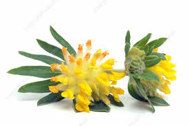 Image result for Anthyllis vulneraria