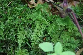 Attēlu rezultāti vaicājumam “Thuidium tamariscinum”